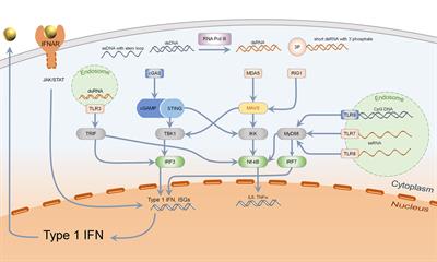 Type I Interferon Induction in Cutaneous DNA Damage Syndromes